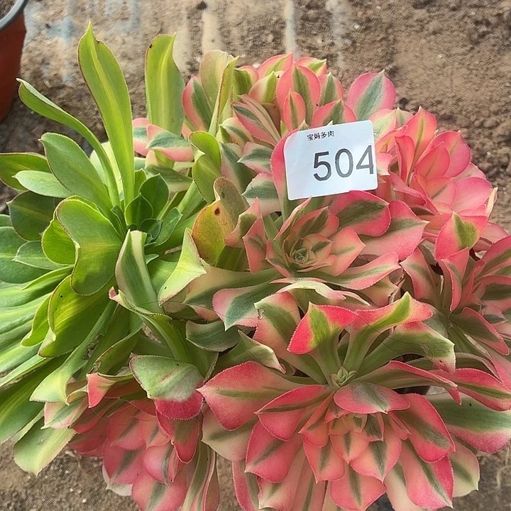 504号一物一拍1棵