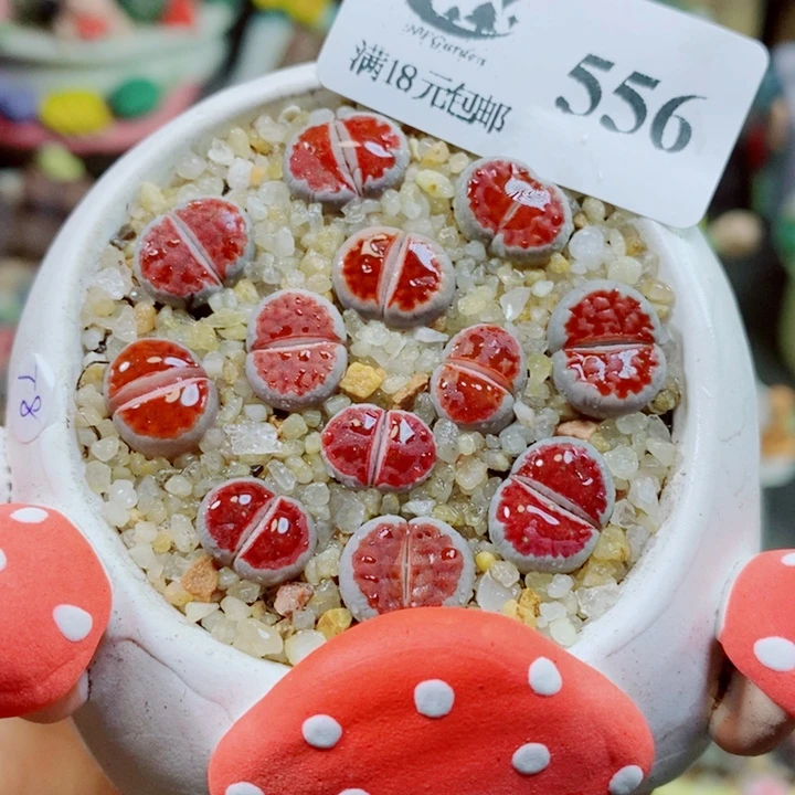 生石花花花花花开了556