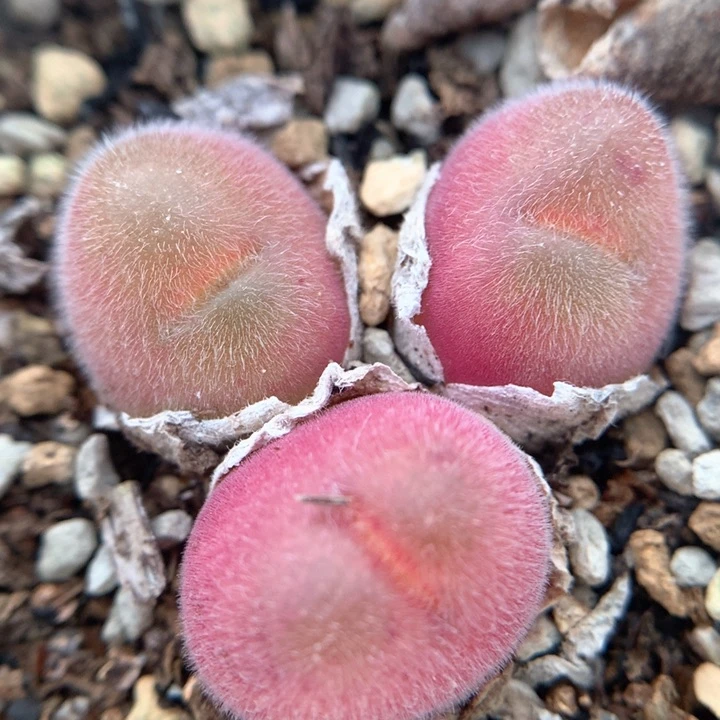 长毛毛翠堤 肉锥植物