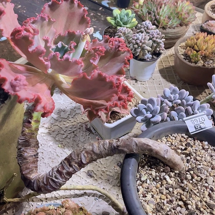 贝壳花笠0768多肉植物