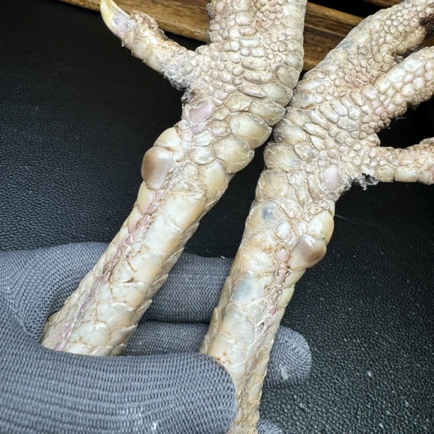 文玩鸡爪骨手把件（一对斗鸡排蹬 处理好十天左右发货）