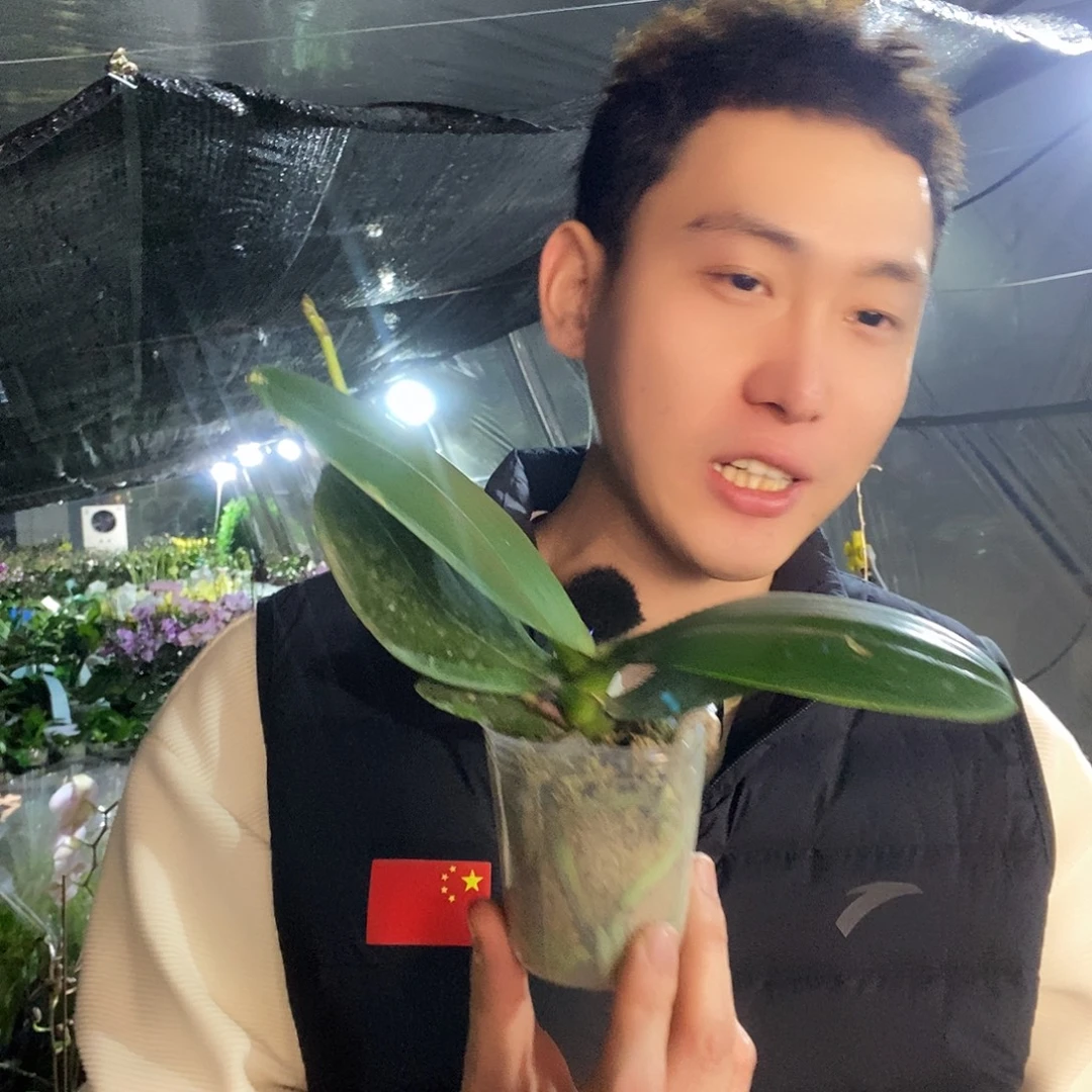 无花朵万磁王蝴蝶兰