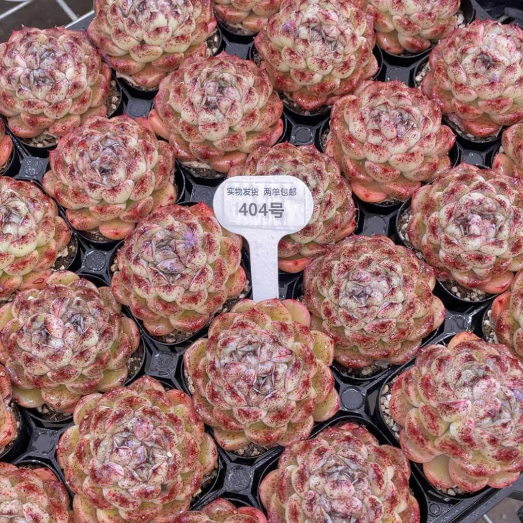 404号 黑森林大单头双花心一个