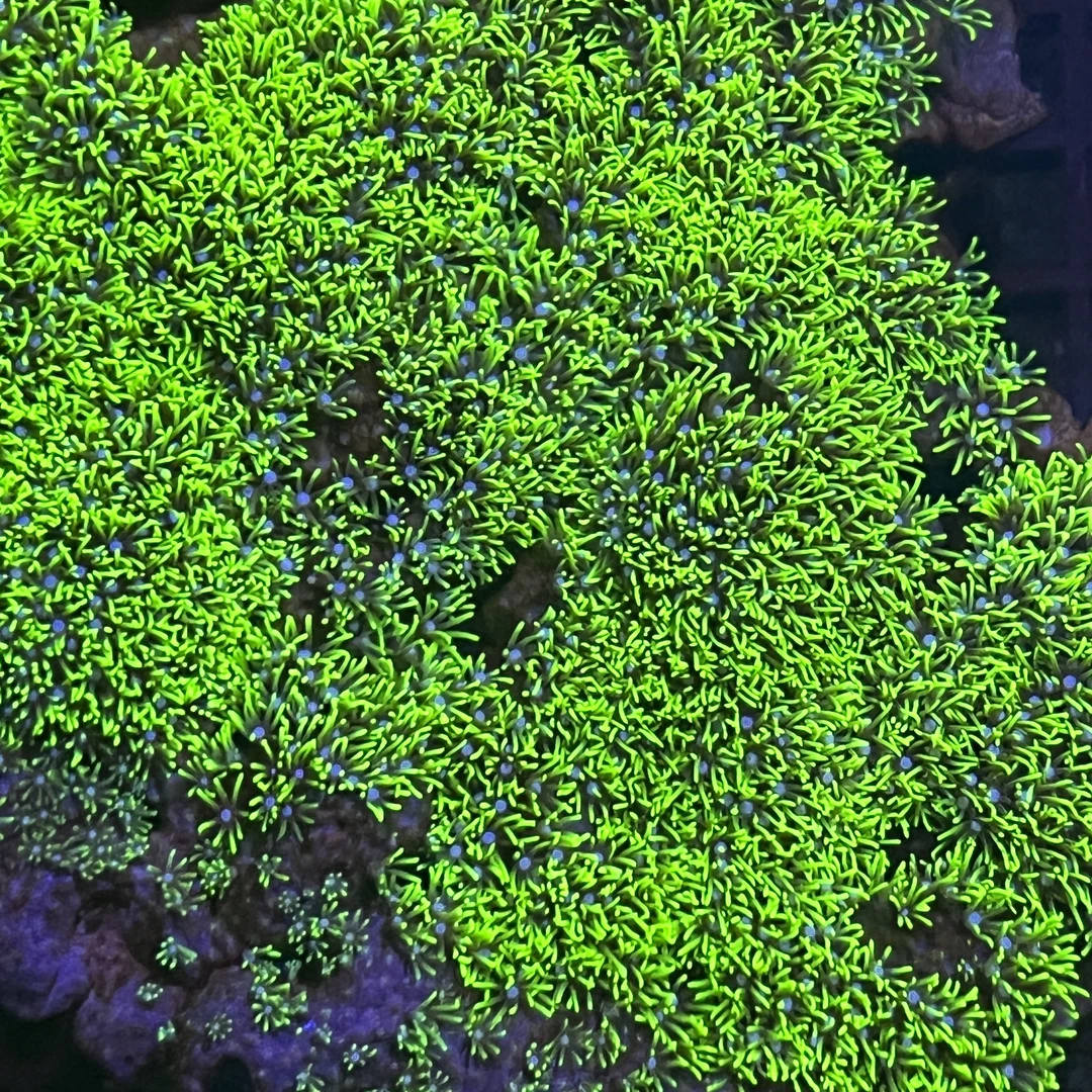 海缸荧光绿草皮珊瑚造景 皮实好养小丑鱼爱钻 新手入门闯缸必备