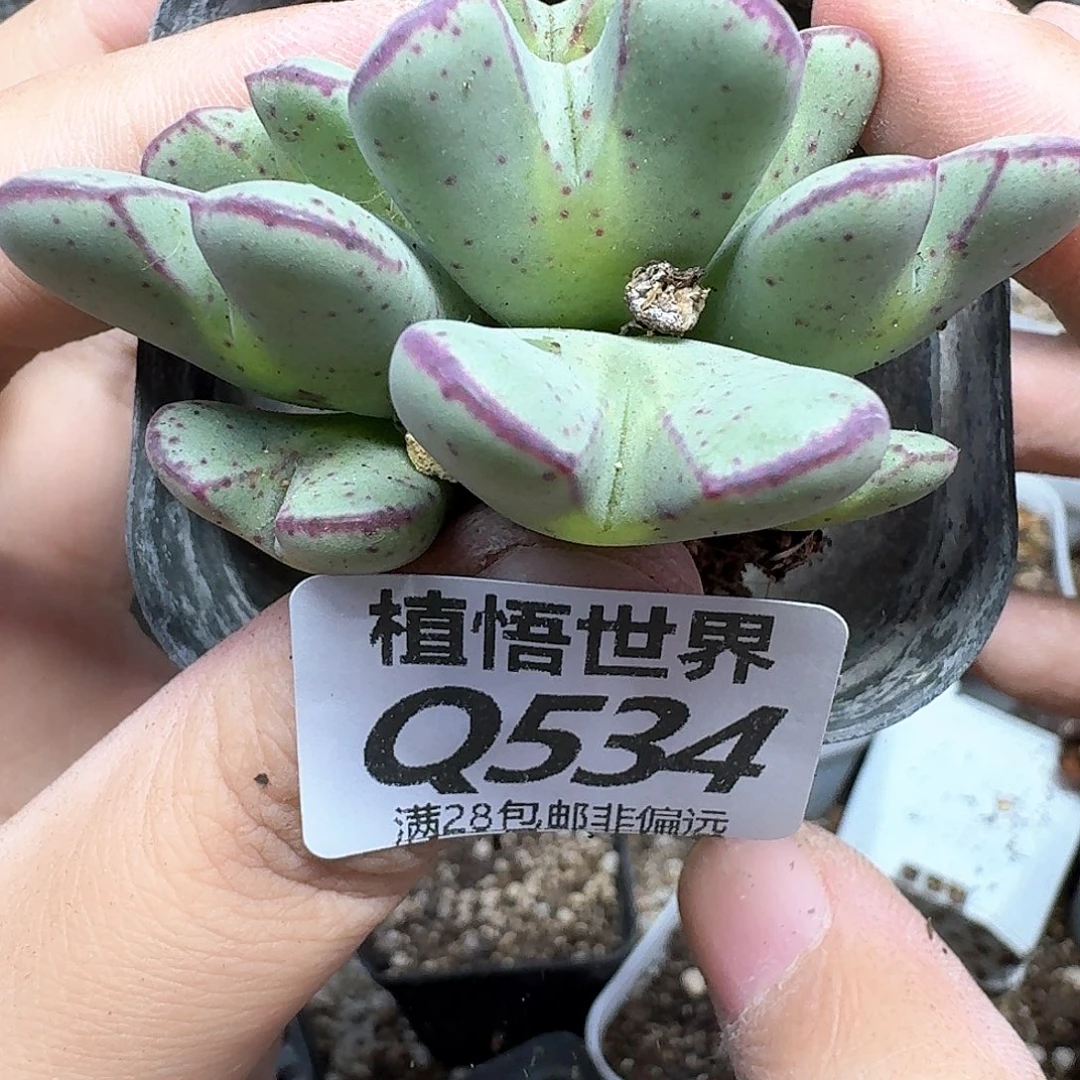 多肉植物的润泽法gv