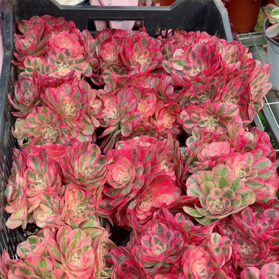 小号荔枝量拍多肉法师