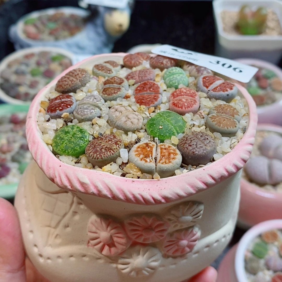 生石花花花花开了306