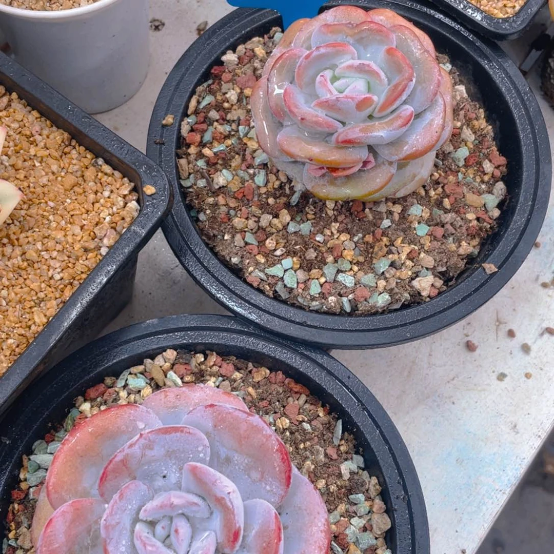 0630-1-开播福利韩版奶茶短圆菲一颗