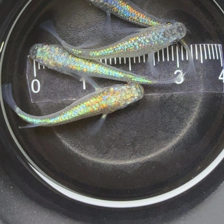 青鳉鱼海王星39号