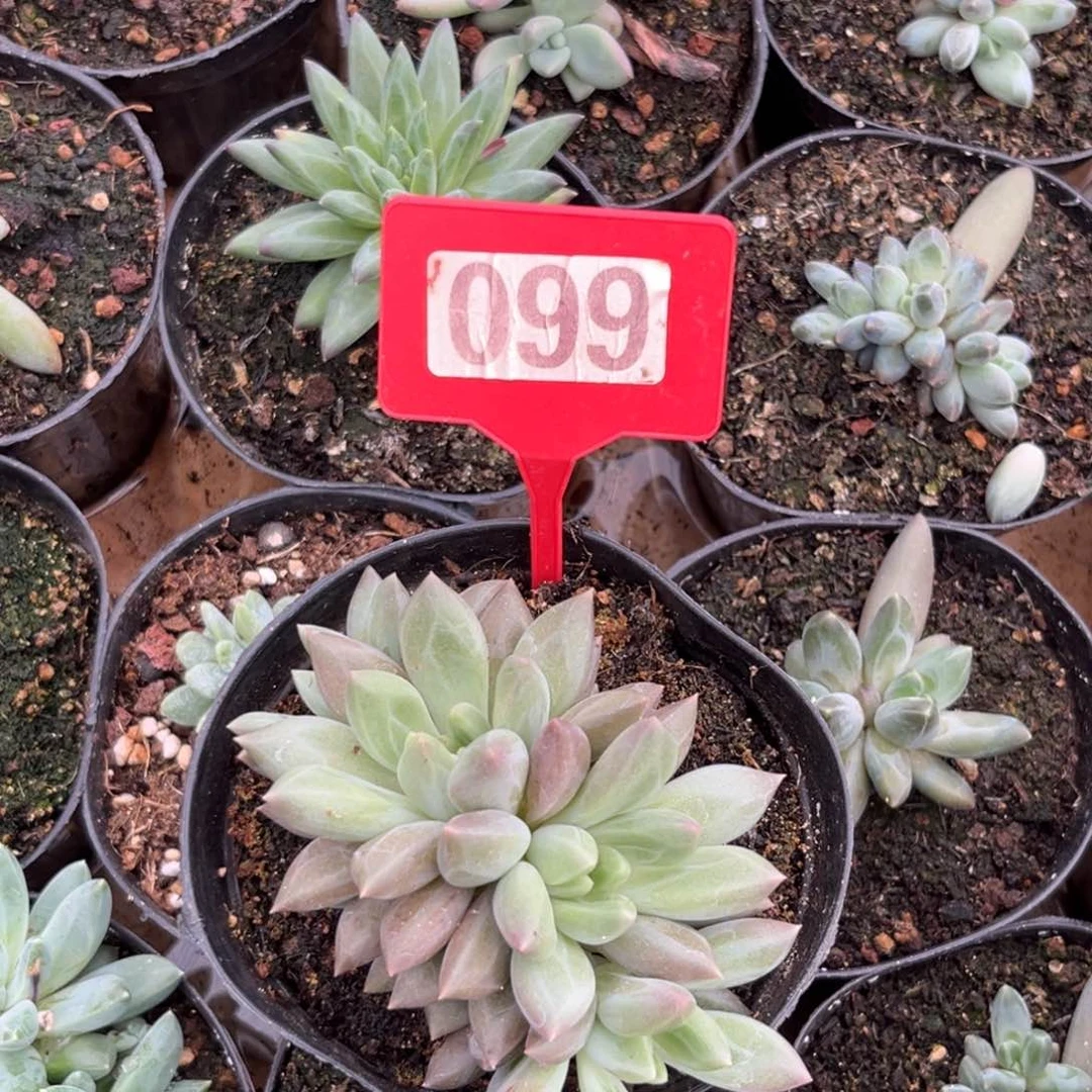 多肉植物水晶球099