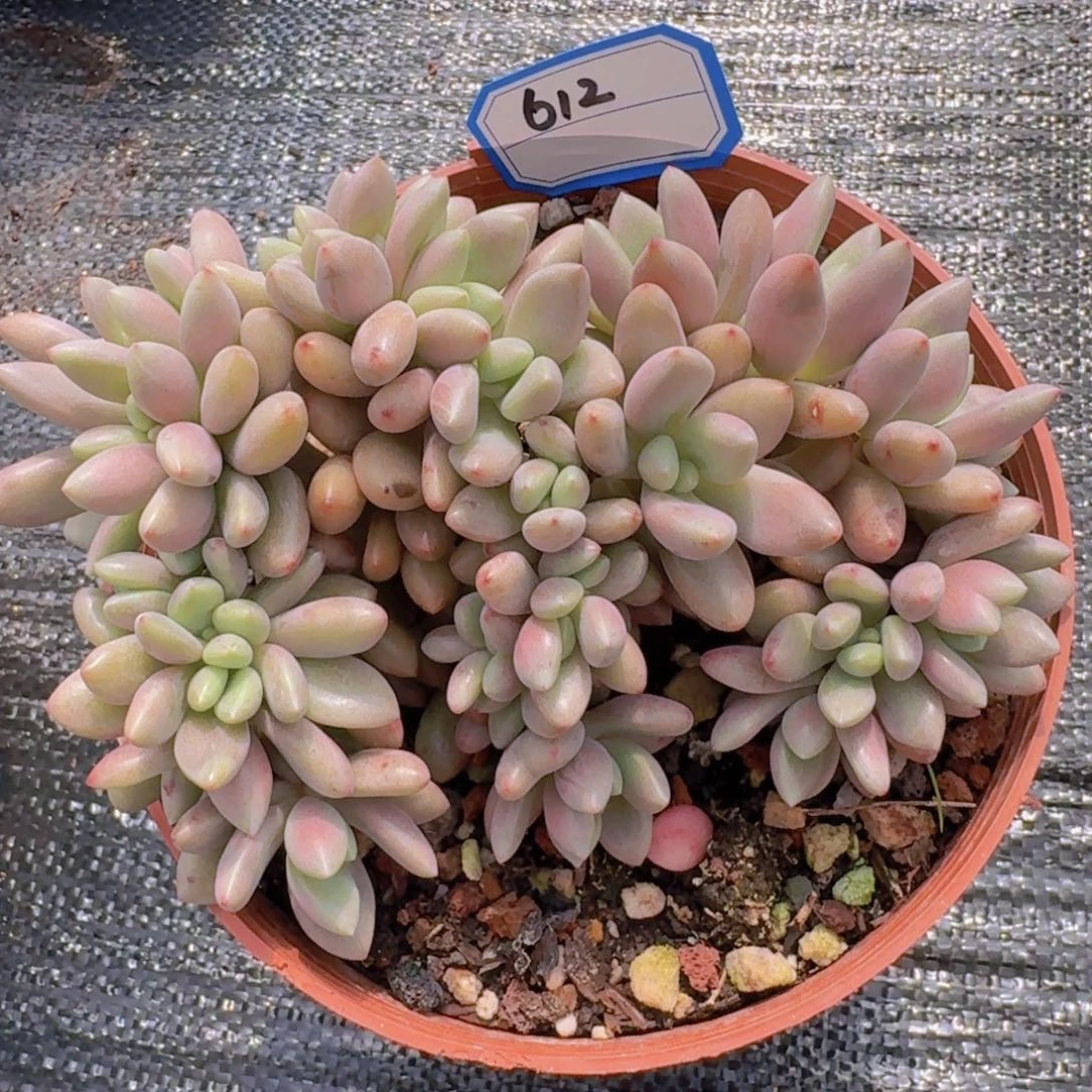 612桃花源缀凡艺多肉