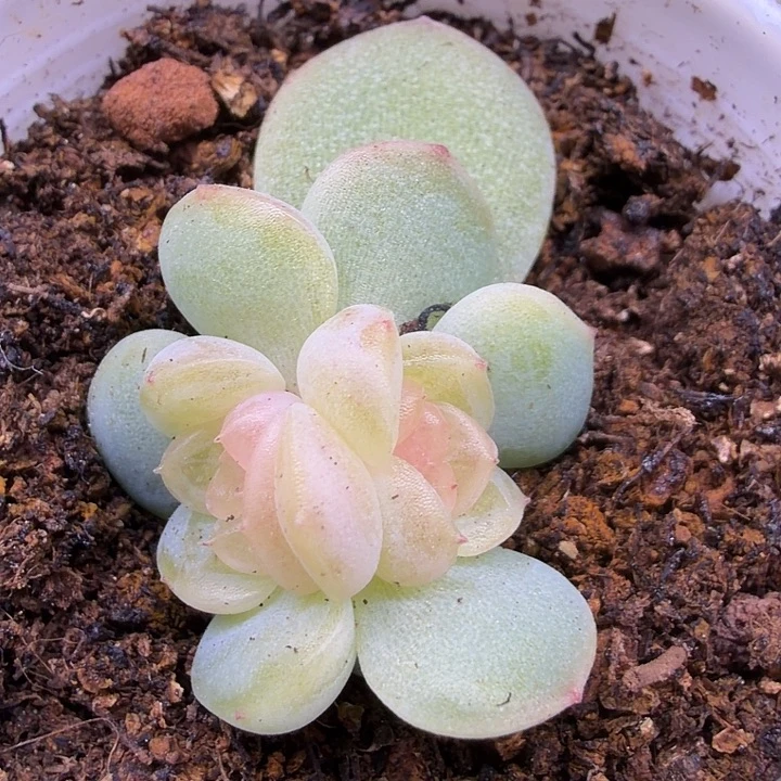 火烈鸟双头5公分盆口