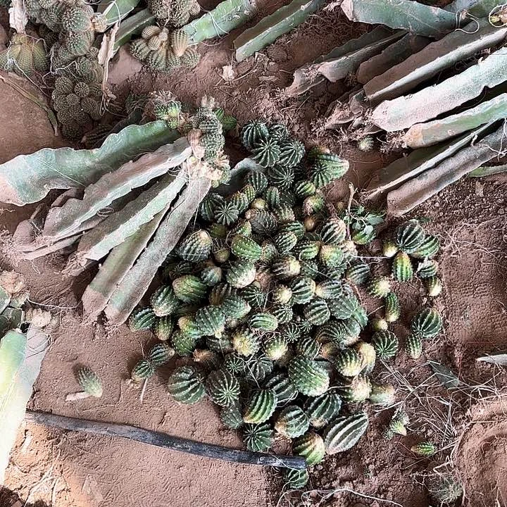 20颗仙人球侧牙无售后