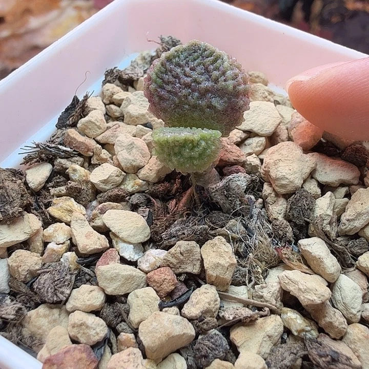 *****水蜜桃和草莓都很好吃