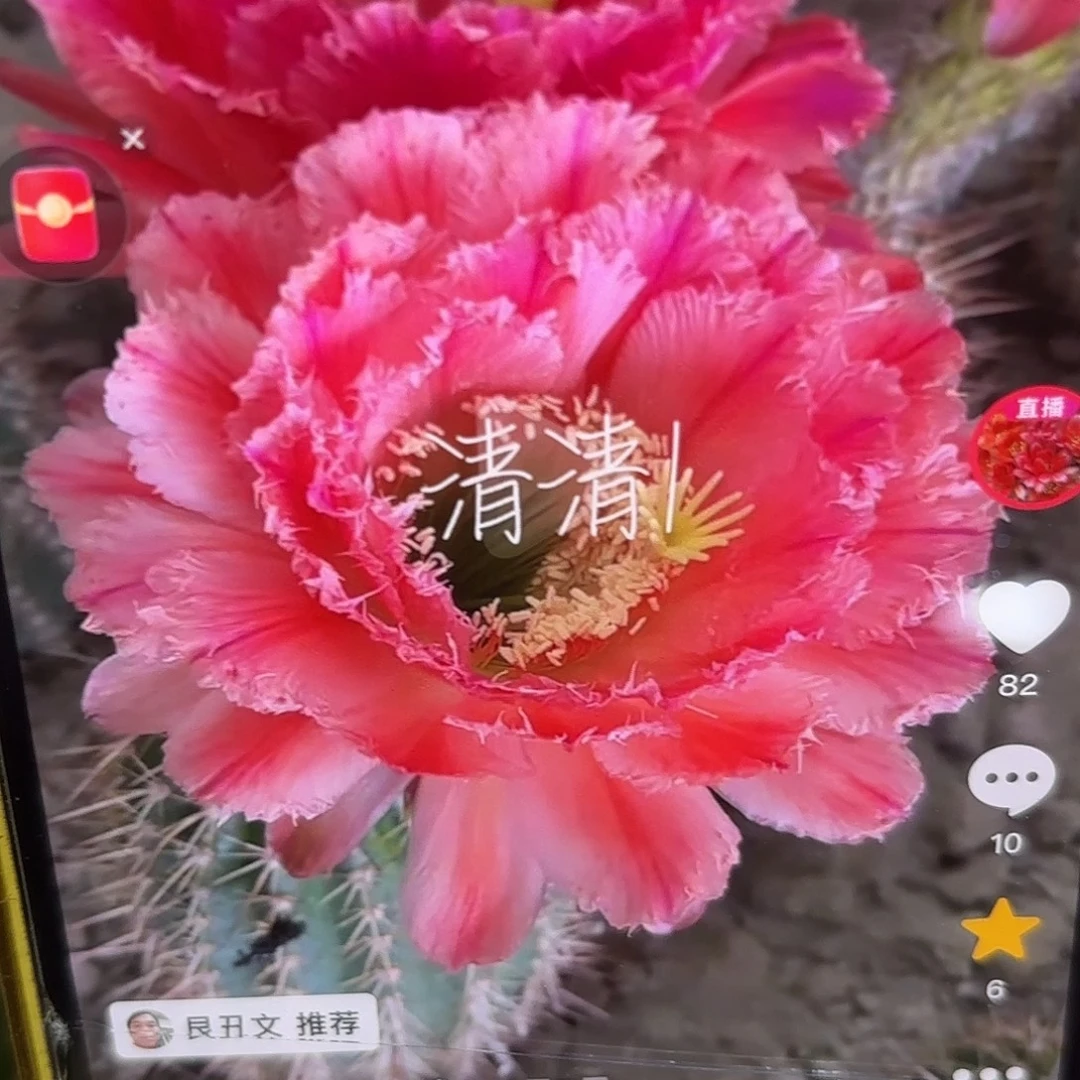 青青1毛侧牙20包邮仙人球26