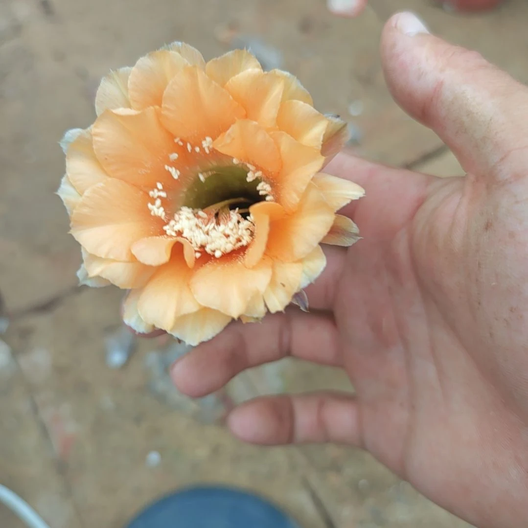 我***豆93号实生彩草，球小瑕疵一物一拍，脱土摘花发货，满20包邮