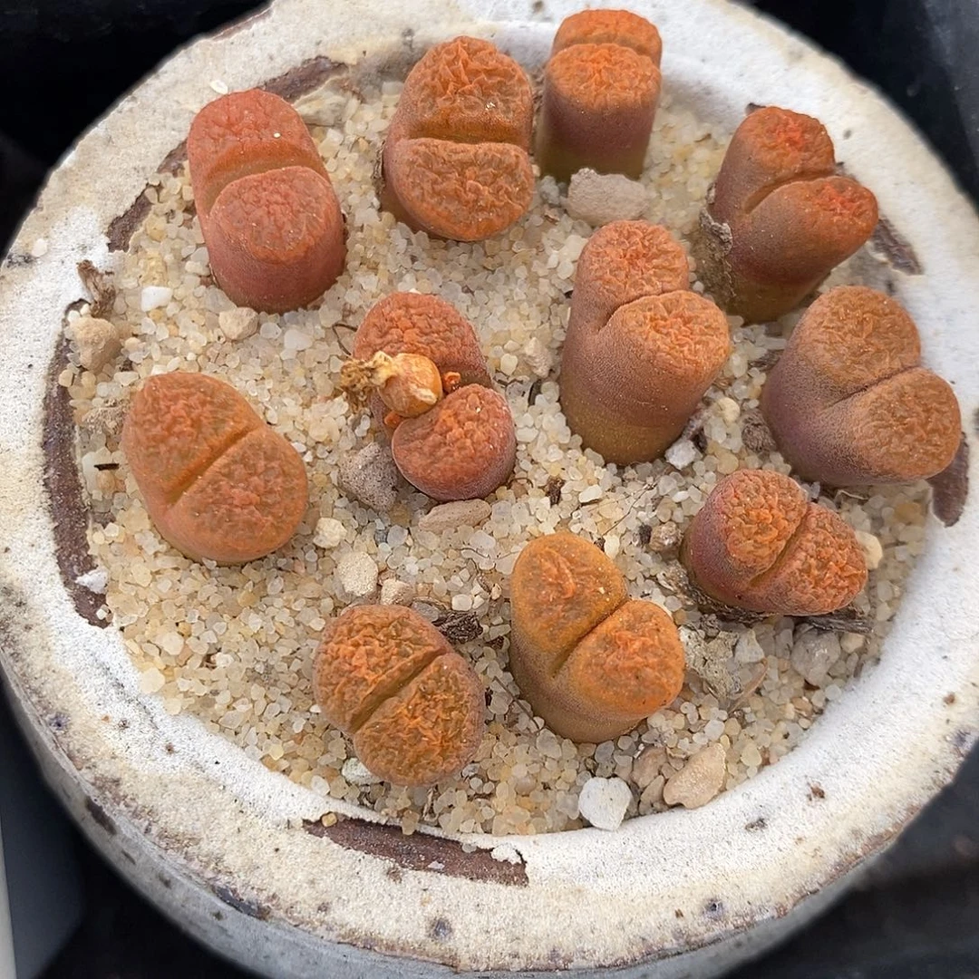 一颗超级蛋糕风铃。