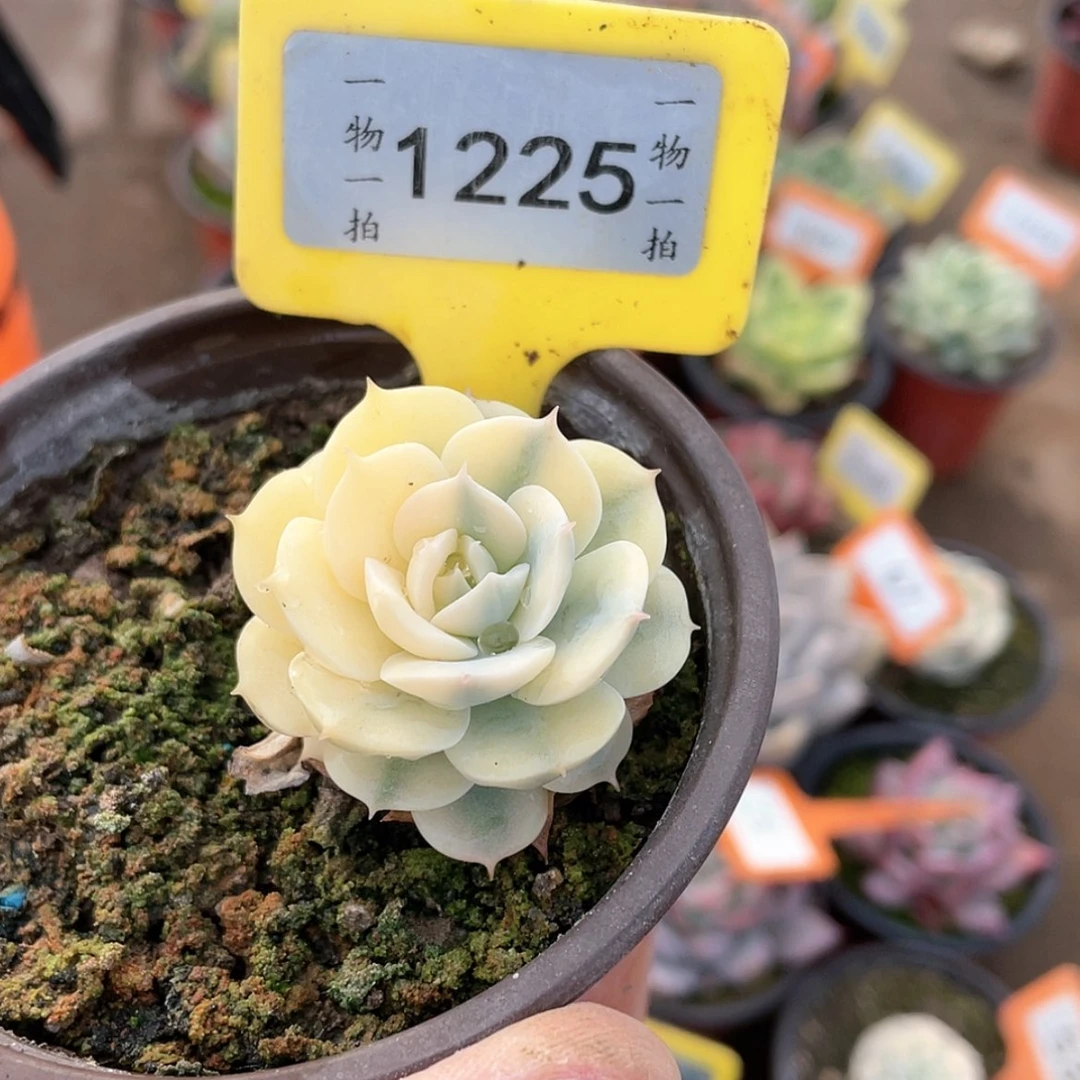 【闪购商品】1225号