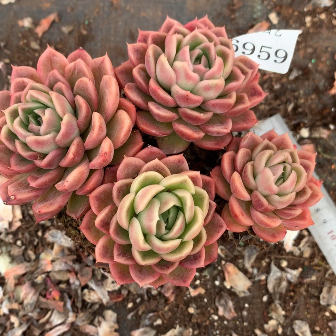 6959杂交多肉老桩