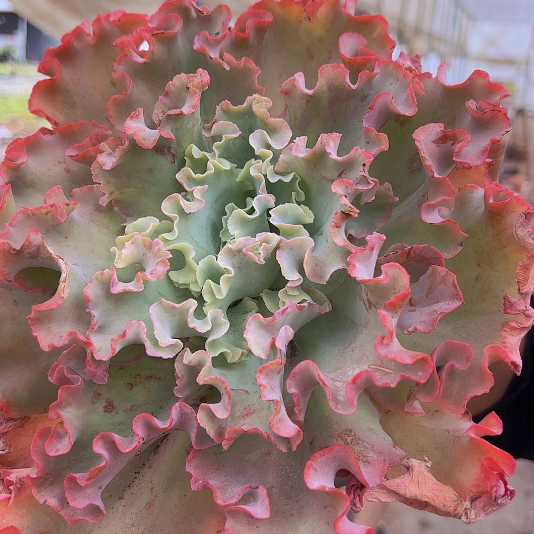 高莎之翁特大大包菜