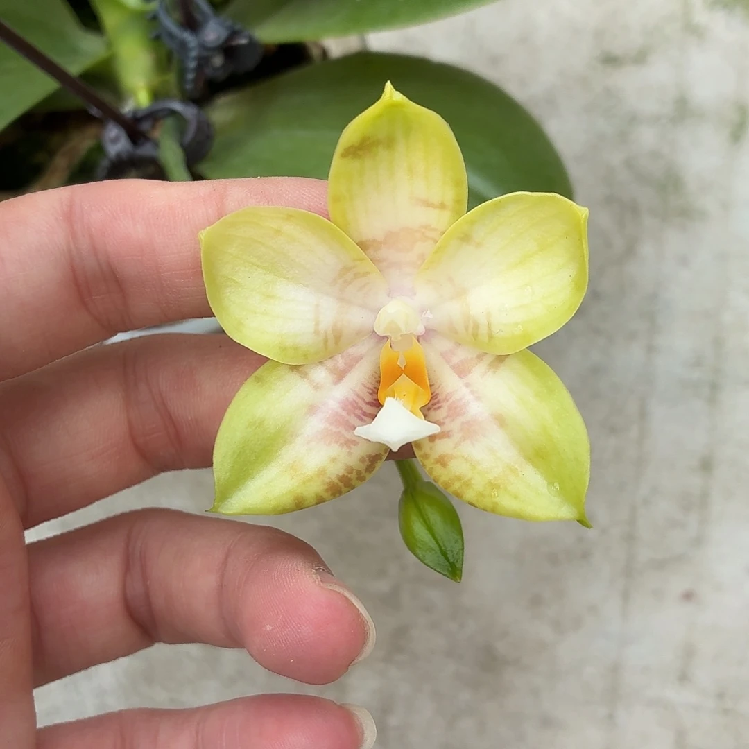 当前无花朵，栽培后可花朵A1800yss1163