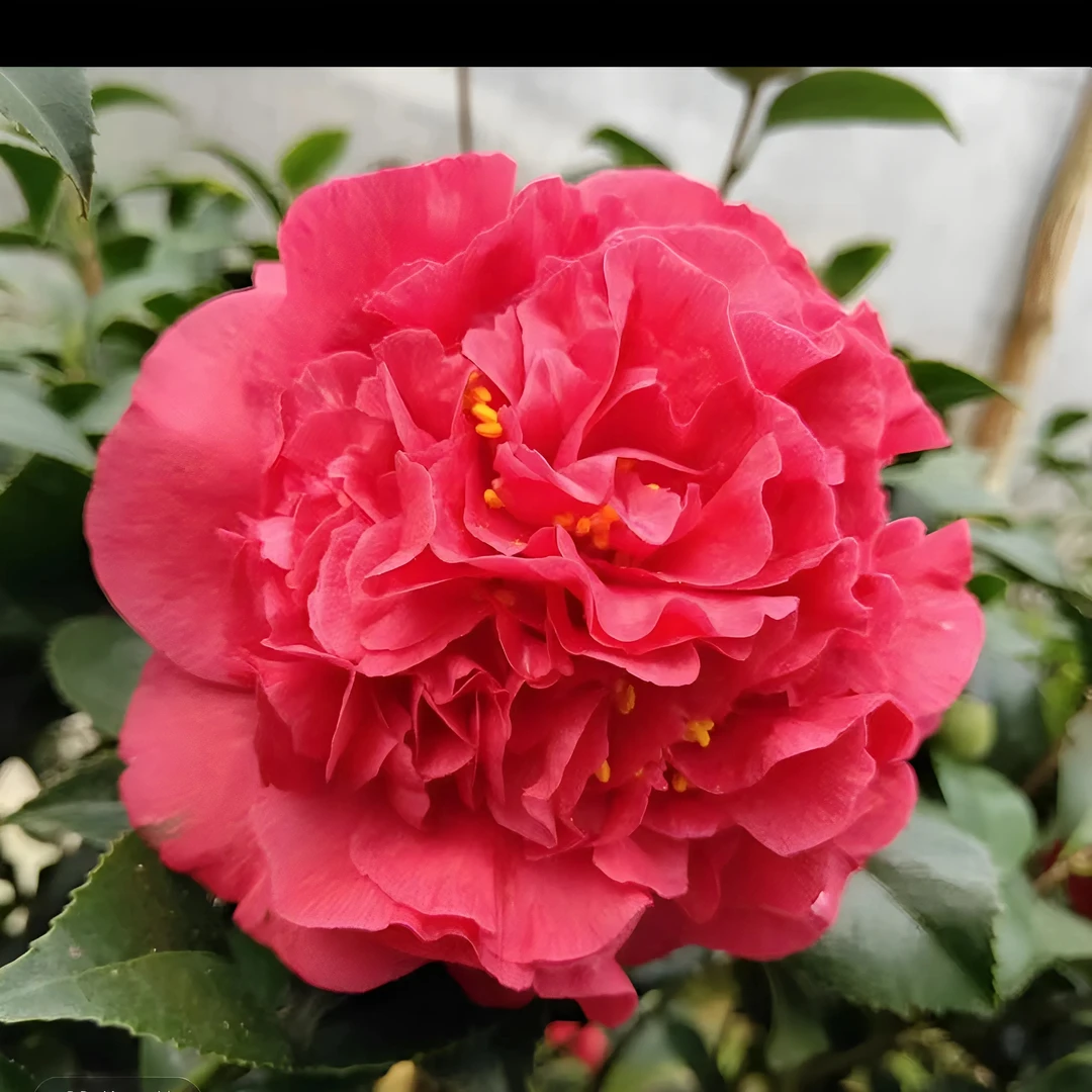 克瑞墨大牡丹茶花钻石盆盆栽大花型客厅四季常绿阳台好养易活盆栽