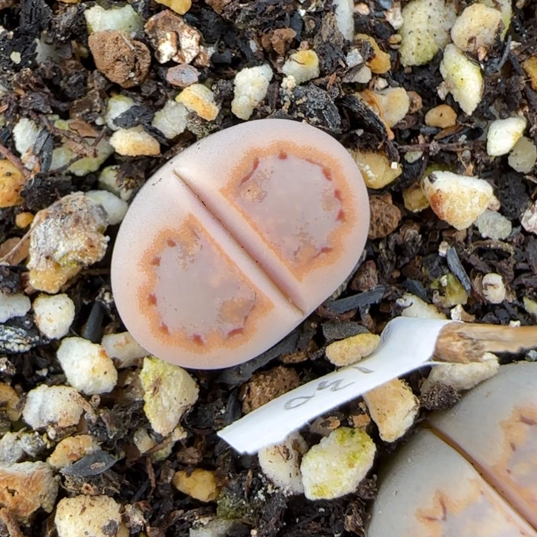 12.20.c216饼干.9048清框福利