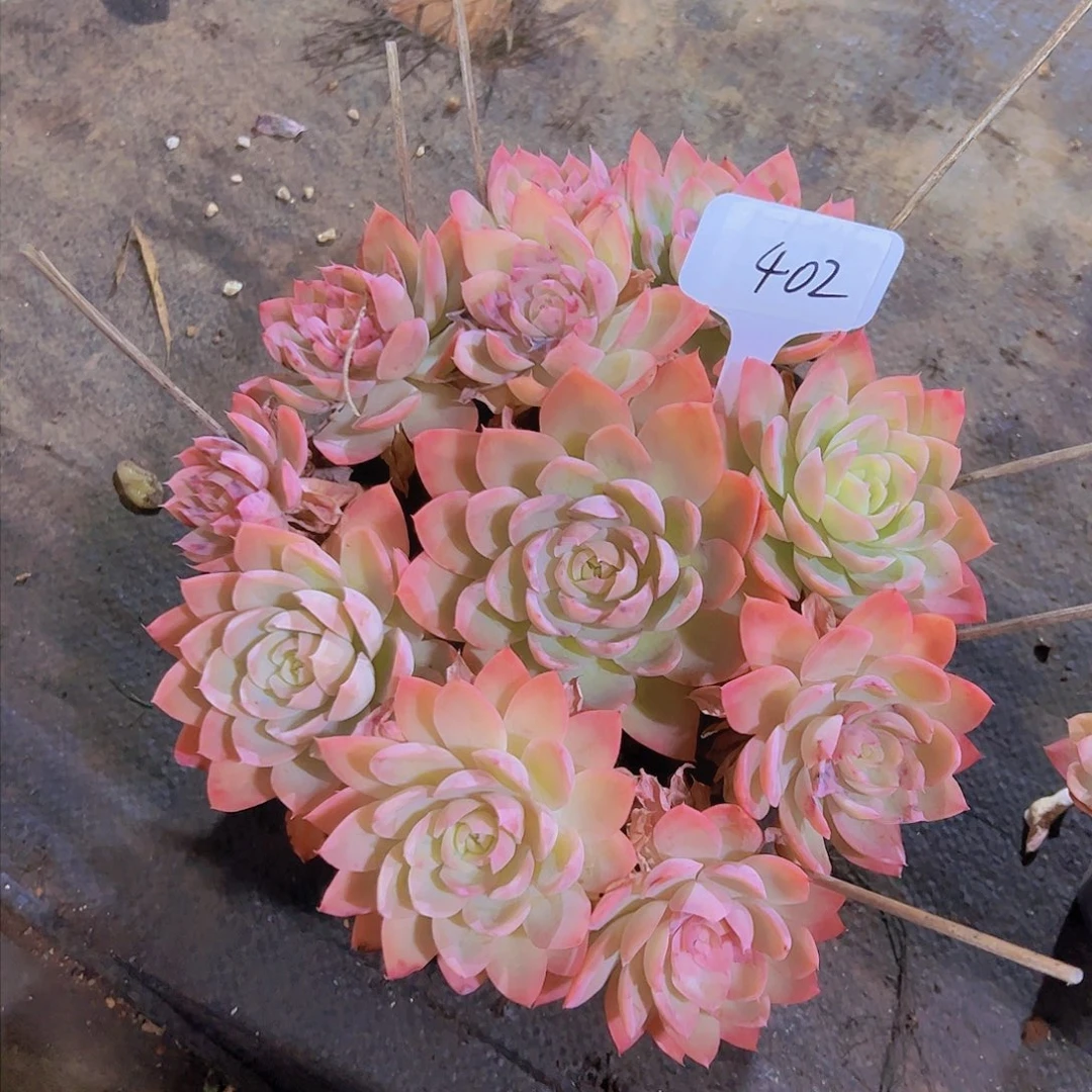 浊*402精品丝绸老桩48元