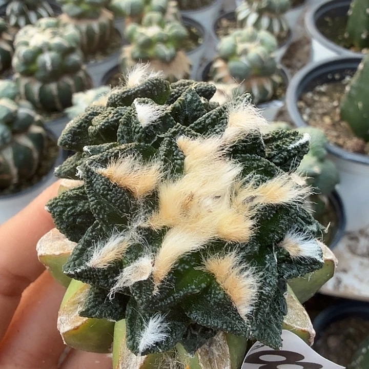 无花朵548双头风车辛顿