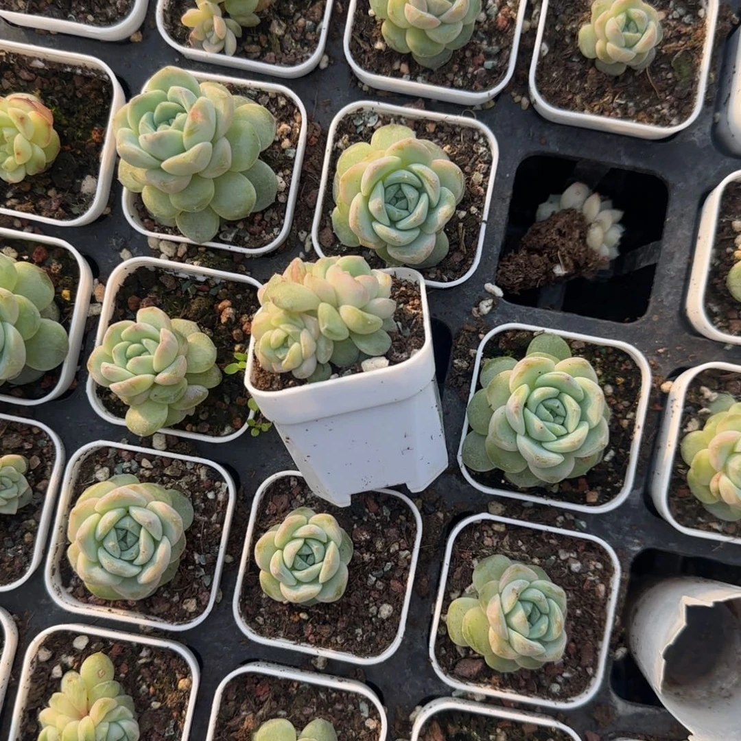 琳***裴财富442 三头盆一个满25包邮