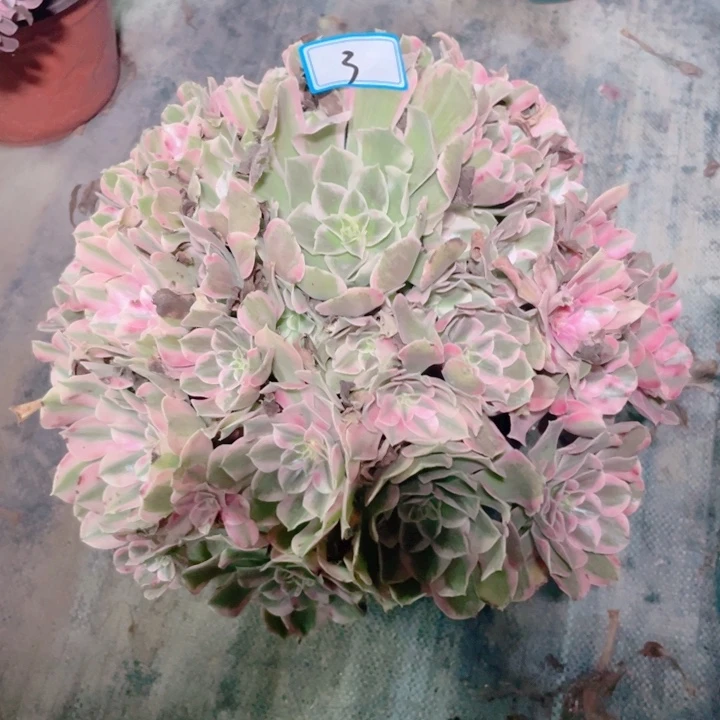 3老庄多肉法师花样年华