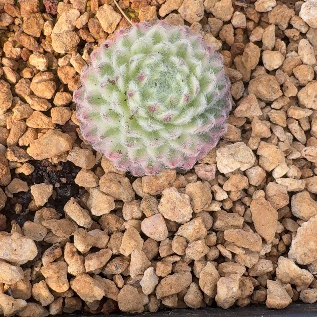 长生草锦一物一拍