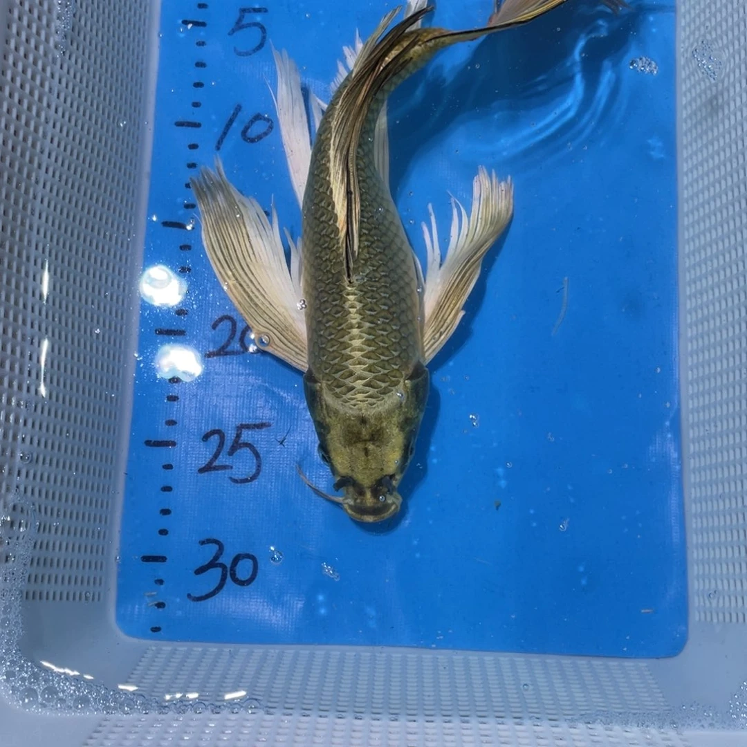 锦鲤锦鲤锦鲤包邮蝴蝶里
