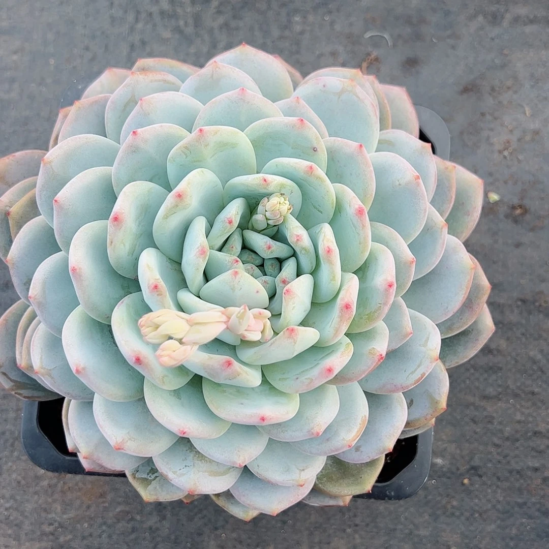 橙梦露大单头精控