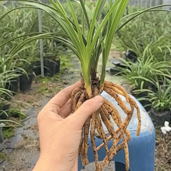 完全开放惠兰红香妃浓香型