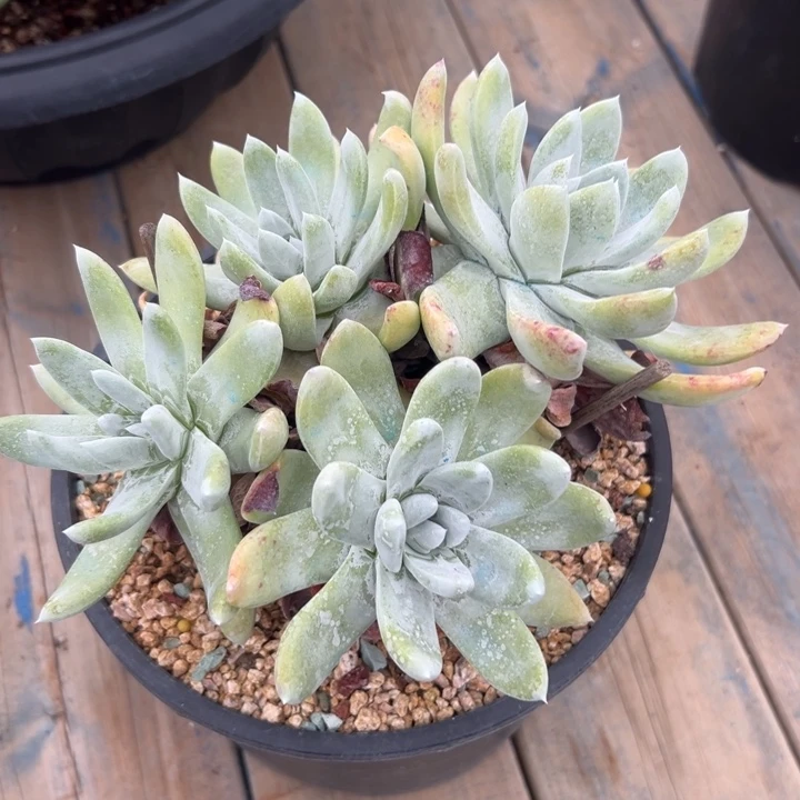 赛丽娜～一物一拍168