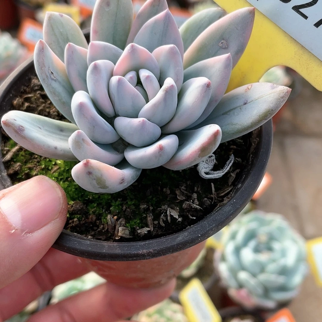 【闪购商品】827号