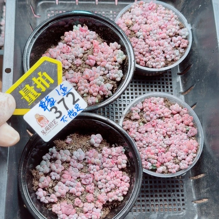 多肉植物多肉植物