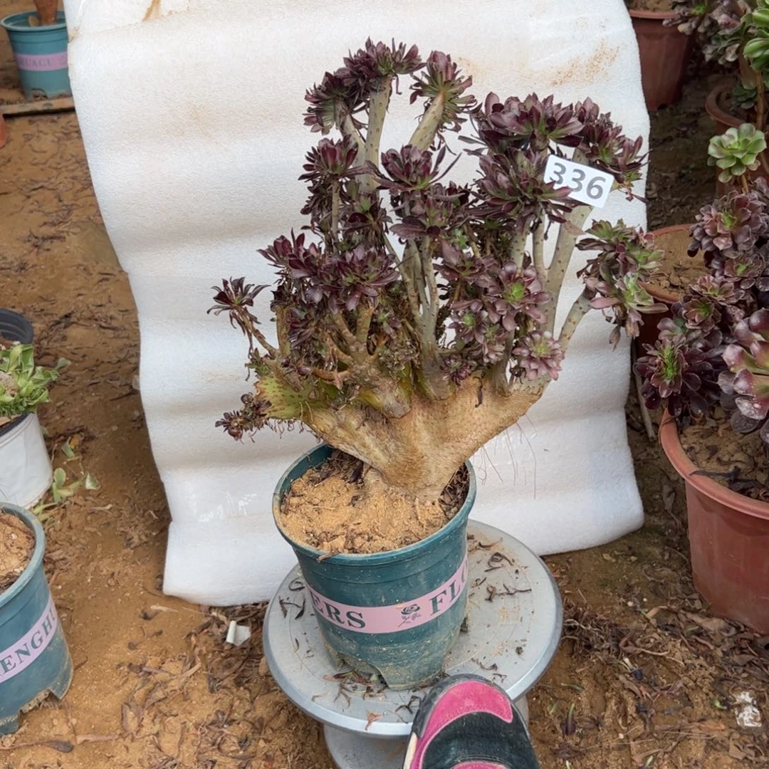 伤多黑缀336高度37厘米