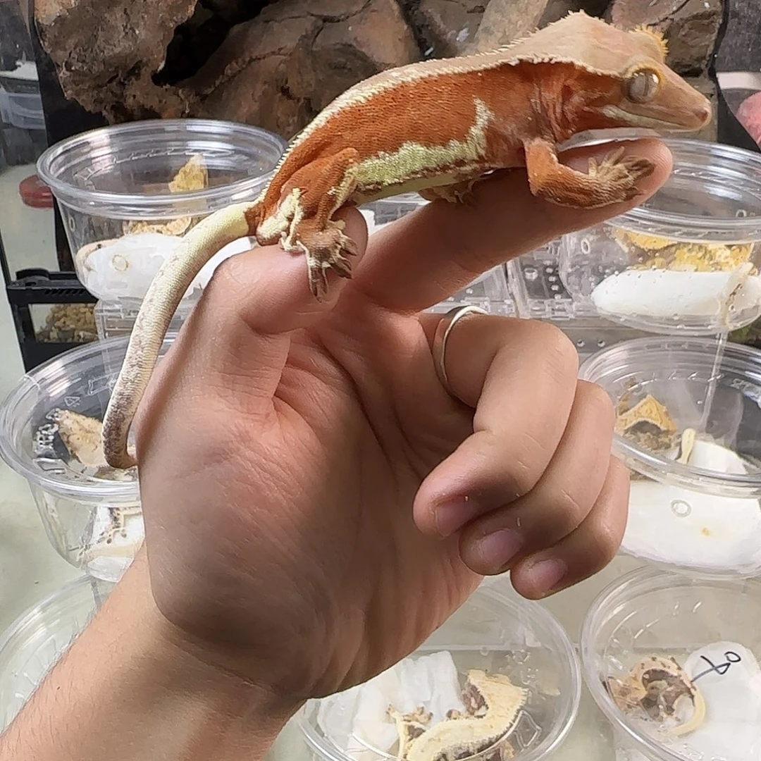 睫角守宫双红莉莉