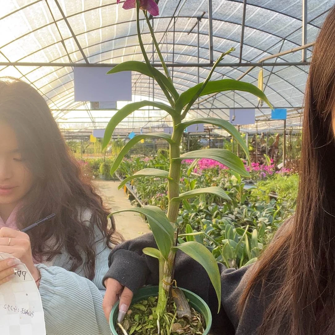 当前无花朵，栽培后可花朵2411。 39