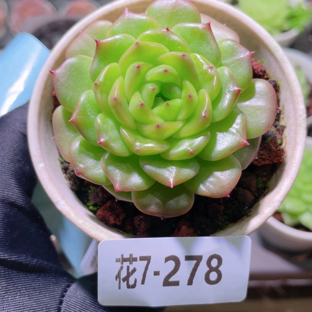 花利美7-278灵翠单头