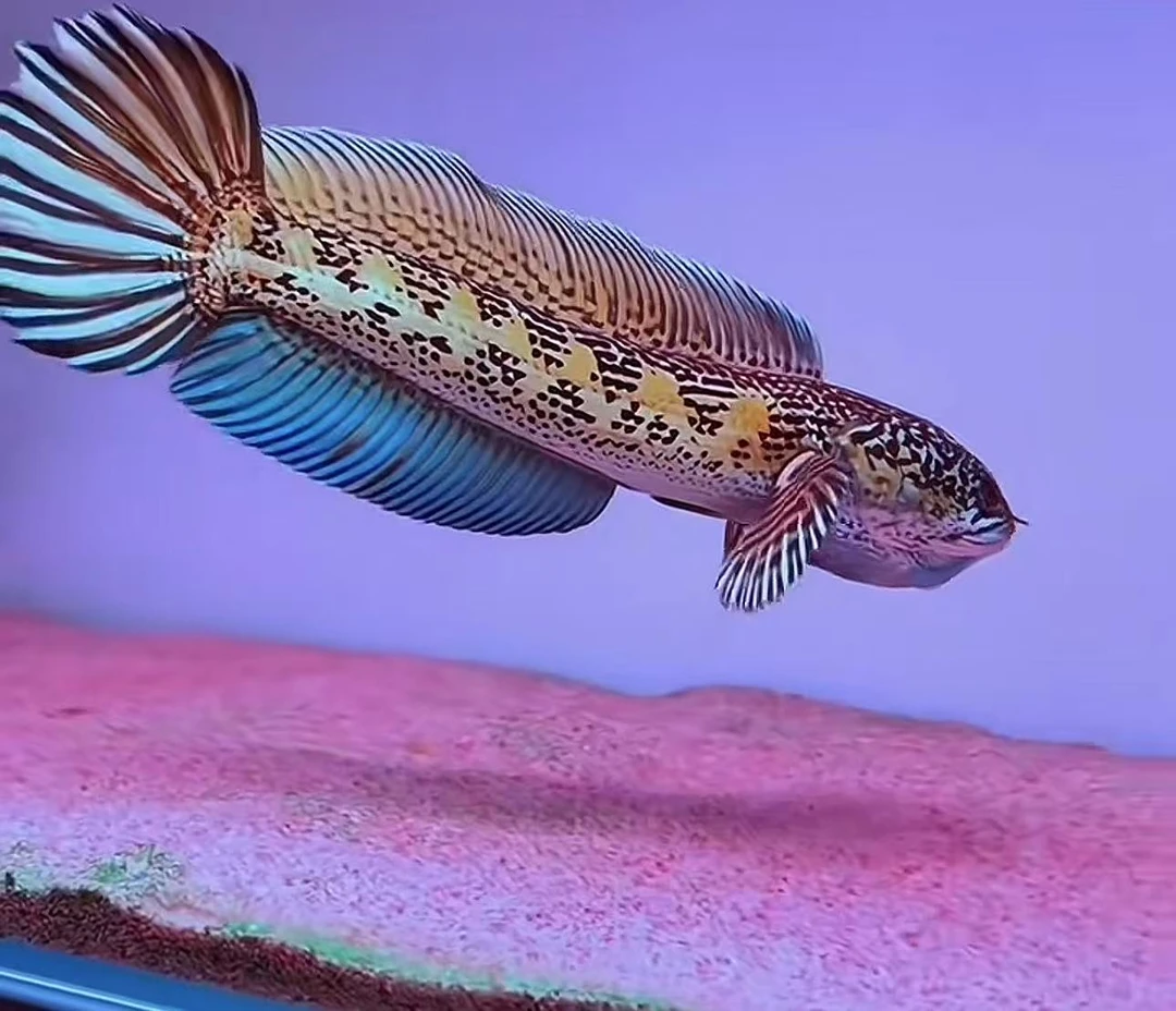 凶猛好养的雷龙鱼淡水观赏鱼活体