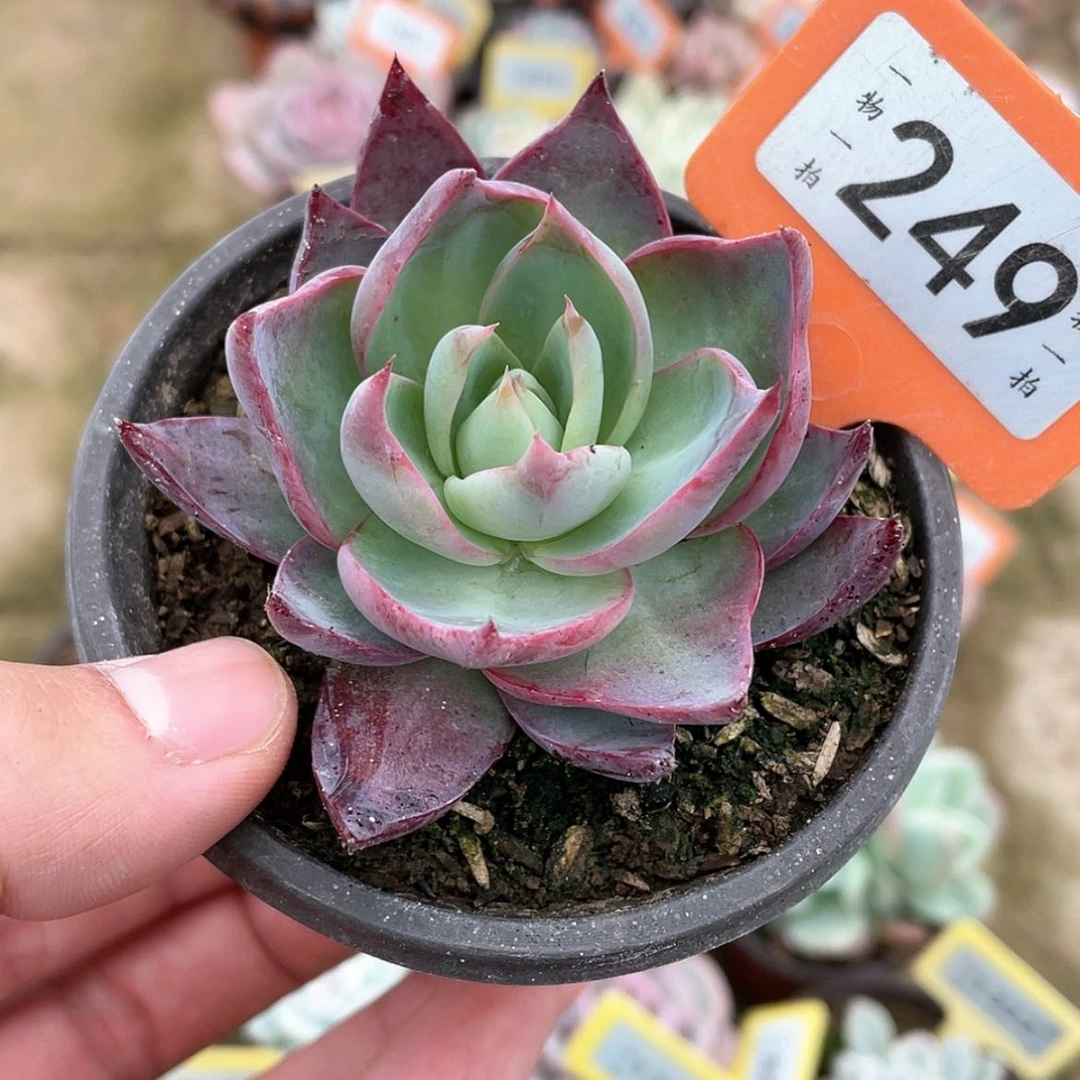 【闪购商品】249号