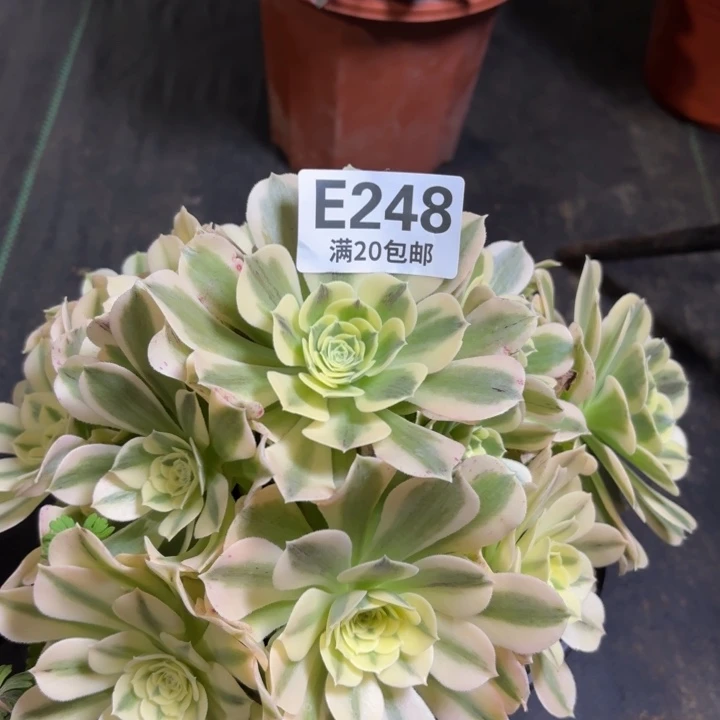 瑞妈一物一拍248