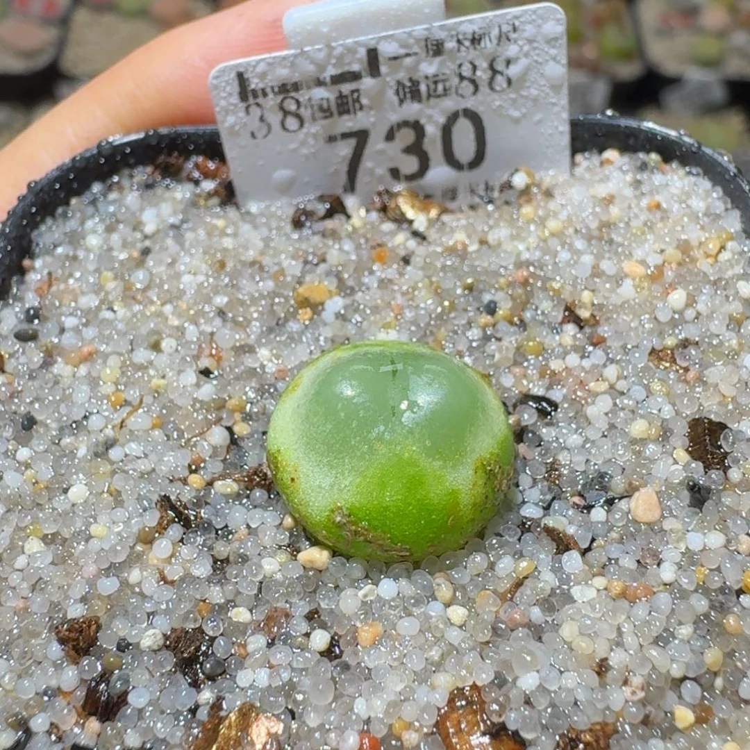 Sss精品清货价730