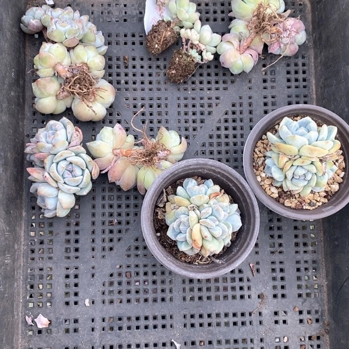 多肉植物一物一拍