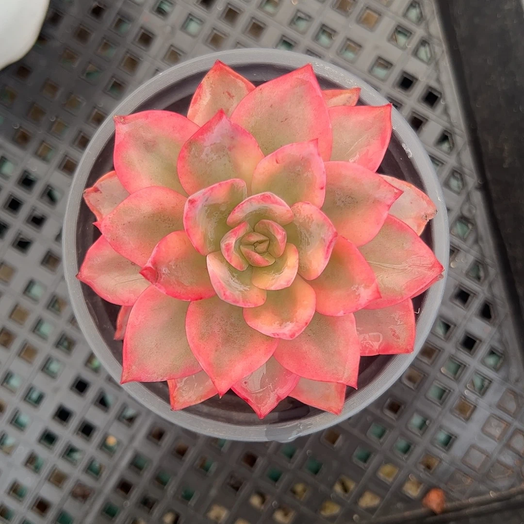 粉哈琳锦 婕宝一物一拍