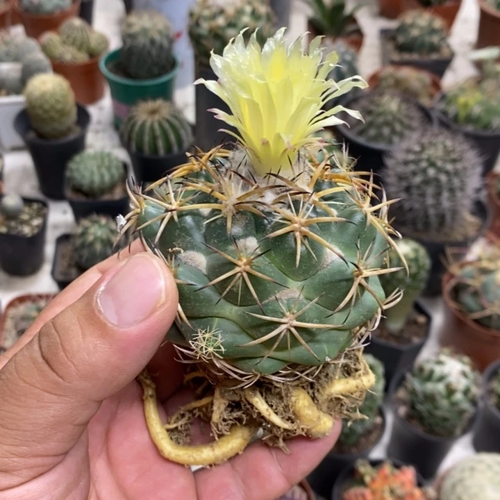实生天丝象牙特价