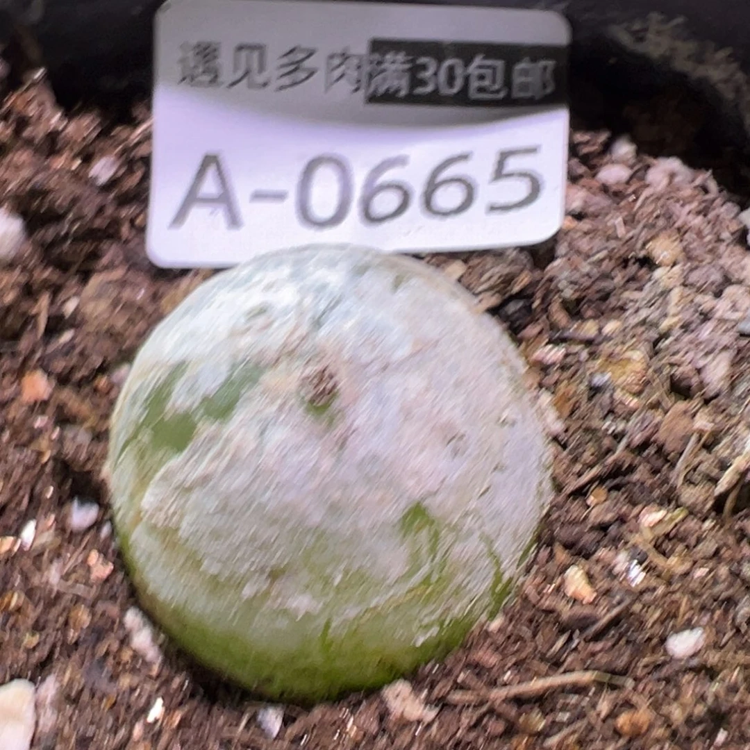 肉植物111多种111